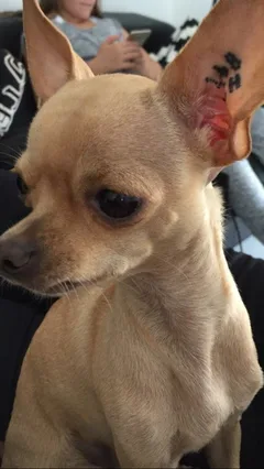 Chien perdu Chihuahua