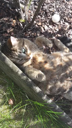 Chat perdu Européen