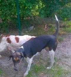 Chien perdu Croisé