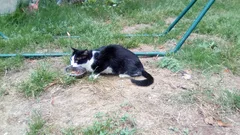 Chat trouvé Européen