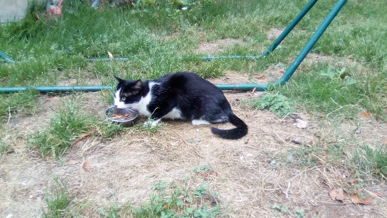 Chat trouvé