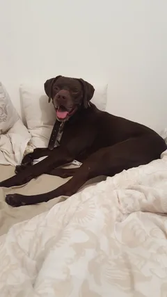 Chien trouvé Labrador-Retriever