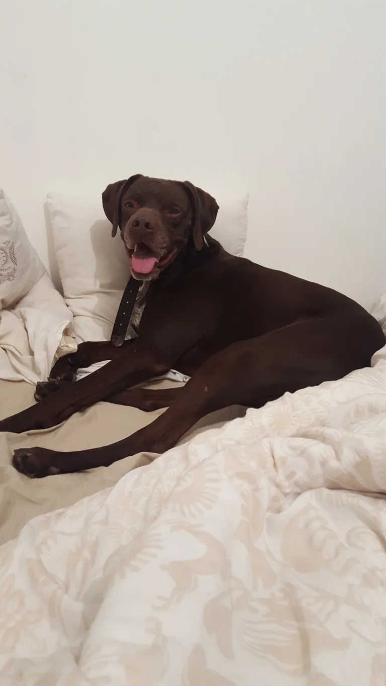 Chien trouvé