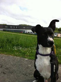 Chien perdu Chien Courant