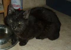 Chat trouvé Européen
