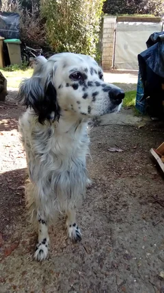 Chien trouvé Setter Irlandais