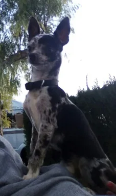 Chien perdu Chihuahua