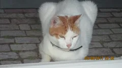 Chat trouvé Croisé