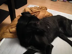 Chien trouvé Labrador-Retriever