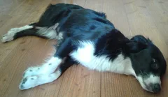 Chien trouvé Border Collie