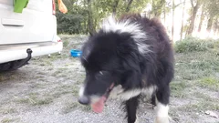 Chien trouvé Border Collie
