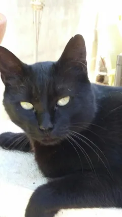 Chat perdu Européen