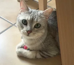 Chat perdu Européen