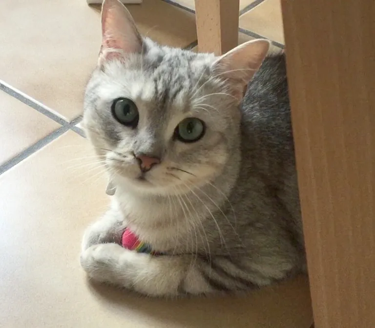 Milow