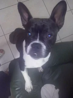 Chien perdu Bouledogue Français