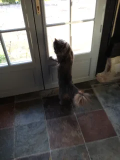 Chat perdu Angora Turc