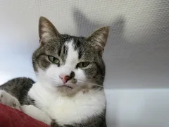 Chat perdu Européen
