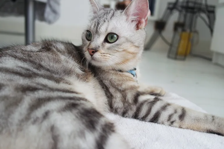 Milow