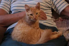 Chat trouvé Européen