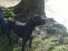 Chien perdu Staffordshire Bull Terrier