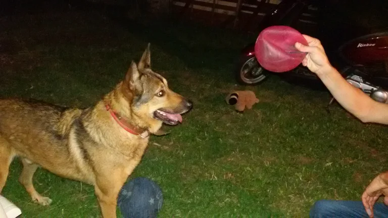 Chien trouvé