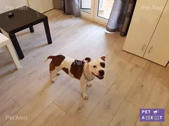 Chien perdu Staffordshire Bull Terrier