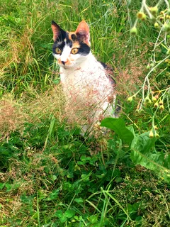 Chat perdu Européen