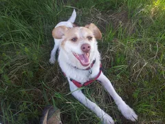 Chien perdu Jack-Russell-Terrier