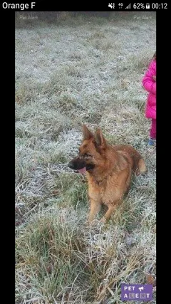 Chien perdu Berger Allemand
