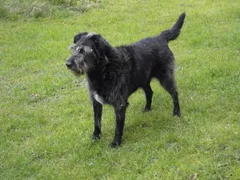Chien perdu Griffon Korthals