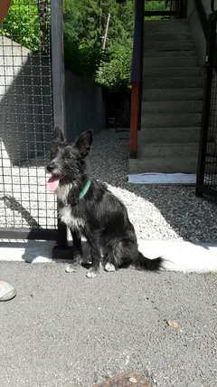 Chien trouvé Croisé