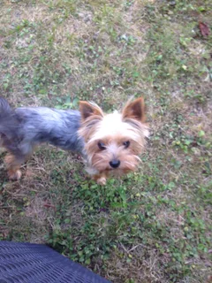 Chien trouvé Yorkshire Terrier