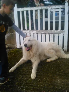 Chien trouvé Montagne des Pyrénées