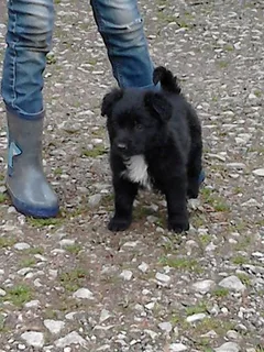 Chien perdu Border Collie