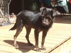 Chien trouvé Croisé
