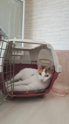 Chat trouvé Européen