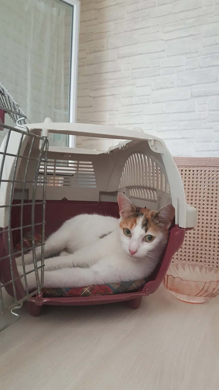 Chat trouvé