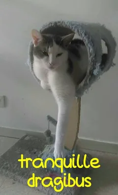 Chat trouvé Chat Sauvage d'Europe