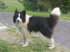 Chien perdu Border Collie