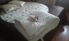 Chat perdu Siamois