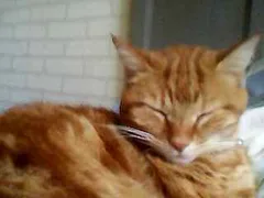 Chat perdu Européen