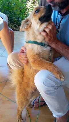 Chien trouvé Spitz Français