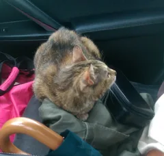 Chat perdu Croisé