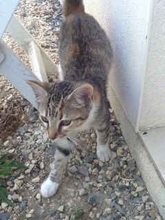 Chat trouvé Européen