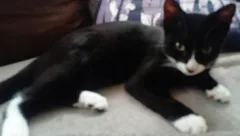 Chat trouvé Croisé