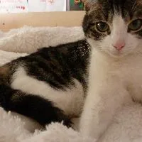 Chat perdu Européen