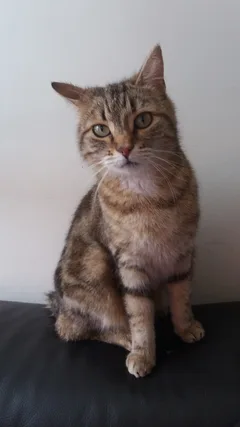 Chat perdu Européen