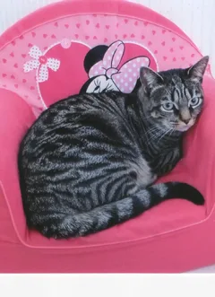 Chat perdu Européen