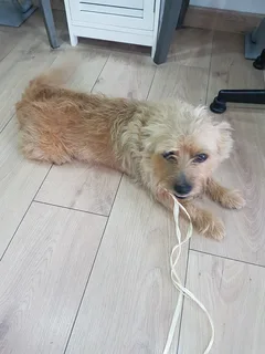 Chien trouvé Croisé