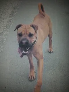 Chien perdu Boxer